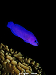 dottyback by Cigdem Cooper 